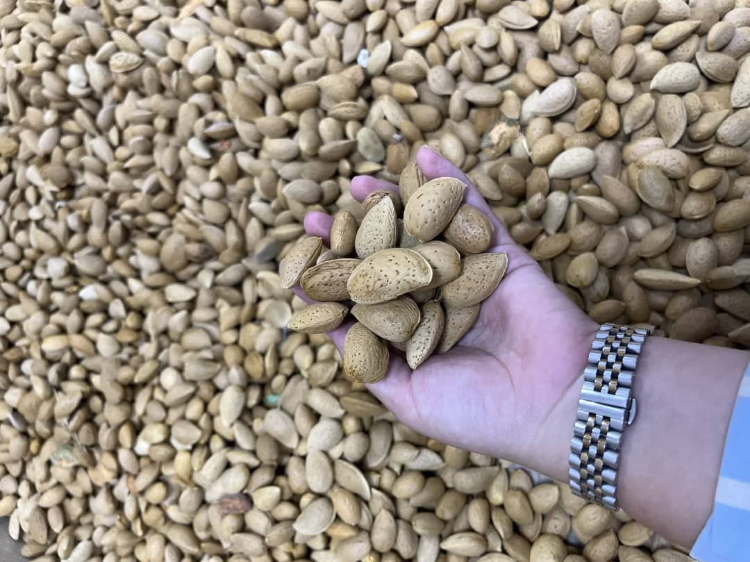 بادام سنگی