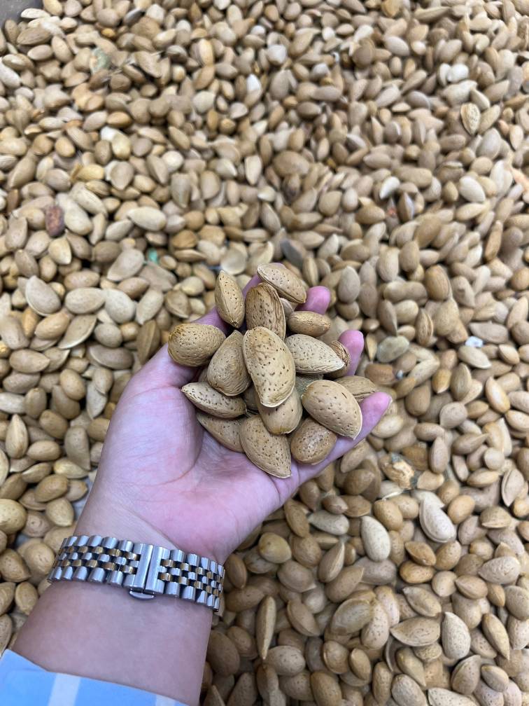 بادام سنگی